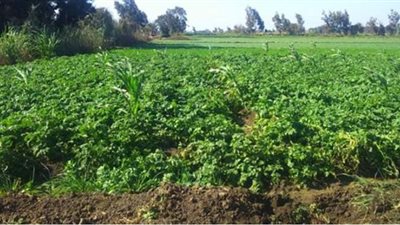 للحفاظ على الرقعة الزراعية.. الأوقاف تطلق حملة 