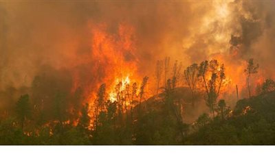 النيران تلتهم أكثر من 600 هكتار من الغابات  في جنوب كاليفورنيا