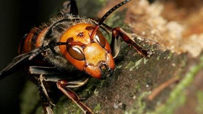 بريطانيا تتعرض لغزو من 