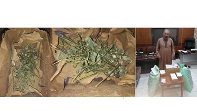 ضبط 300 شجرة خشخاش وأفيون وسلاح ناري بسوهاج