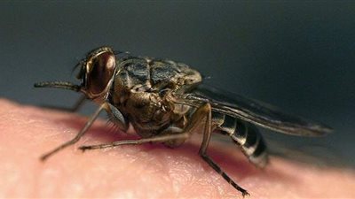 مسن فرنسي يتسبب في تدمير منزله لطرد ذبابة