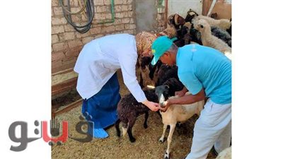 حملة لتحصين المواشي والحيوانات بالغردقة | صور