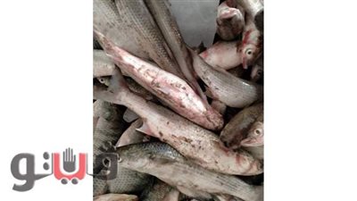 إعدام نصف طن أغذية فاسدة وغلق ٤ منشآت بالشرقية