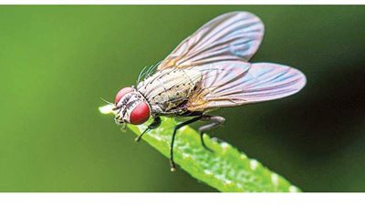 ذبابة تتسبب في تدمير منزل بفرنسا