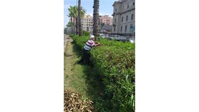 حي وسط الإسكندرية يواصل خطة الارتقاء بالحدائق والمسطحات