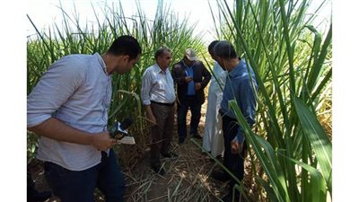 مسئولو الزراعة في قنا والواحات البحرية لتوعية المزارعين بأهمية التحول لنظم الري الحديثة