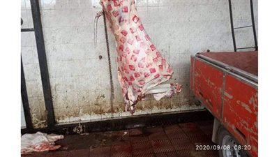 إعدام النصف الأمامي من ماشية مصابة بالسل الموضعى في حملة بالدقهلية | فيديو