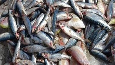 ضبط صاحب ثلاجة بحوزته 5 أطنان أسماك فاسدة في بولاق الدكرور