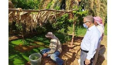 تنفيذ تجربة زراعة نبات الأزولا بالداخلة في الوادي الجديد