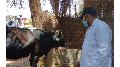 الوادي الجديد تحظر النقل الداخلي للماشية للحد من انتشار الجلد العقدي