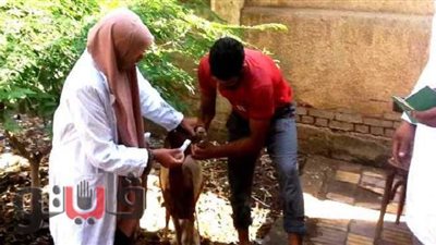 بيطري الشرقية: رش وتجريع 179 ألفا و27 رأس ماشية لمكافحة  الطفيليات | صور