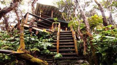 بغرض الاستجمام.. منزل فوق شجرة على قمة بركان بهاواي للإيجار| صور