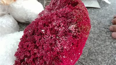 بالصور.. إحباط تهريب شعب مرجانية وقواقع بمطار القاهرة