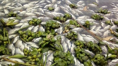 الري: الأقفاص السمكية والصرف الصحي أبرز ملوثات نهر النيل