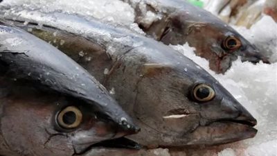 السعودية تفرض حظرًا مؤقتًا على استيراد الأسماك من مصر