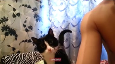 بالفيديو.. مشهد طريف لطلب قطة من صاحبها