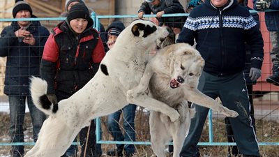 بالصور.. انتقادات واسعة لمصارعة الكلاب الدموية بقرجيزستان