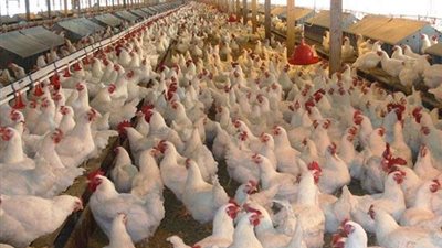 50 ألف مزرعة طيور وماشية غير مرخصة في مصر