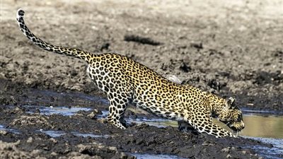 بالصور.. أنثى نمر تتخفى بالطين لاصطياد سمكة