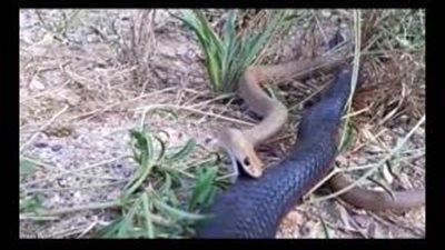 بالفيديو والصور.. أقوى المعارك بين ثعبانين سامين