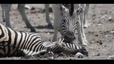 بالفيديو والصور.. لحظات مؤثرة لحمار يحاول إفاقة أنثى توفيت إثر الولادة