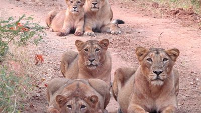 عائلة أسود تصطف أمام رجل لالتقاط صورة