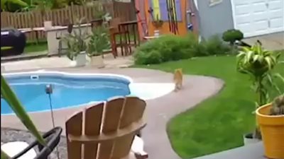 قطط تنفذ مقالب شريرة وغير متوقعة (فيديو)