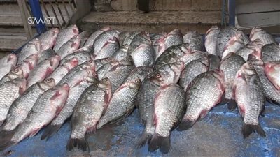 السعودية توقف استيراد الأسماك من دول العالم لحين اعتماد المنشآت