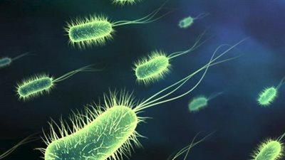 أمراض مشتركة بين الإنسان والحيوان.. مرض القطط يجهض السيدات.. البروسيلا أخطرهم.. الحمى القلاعية تصيب الجاموس والأغنام.. وداء الكلب يؤدي إلى الوفاة