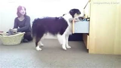 كلبة تقوم بجميع أعمال صاحبتها المنزلية (فيديو)