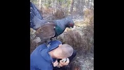 بالفيديو.. لقطات مروعة لحمامة ضخمة تهاجم رجلا بشراسة