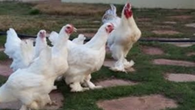 الدجاج الأبيض بـ23 وكرتونة البيض تسجل 39 جنيها بالأسواق