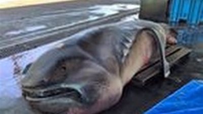 بالفيديو.. صياد يصطاد سمكة قرش نادرة بـ«شبكة»