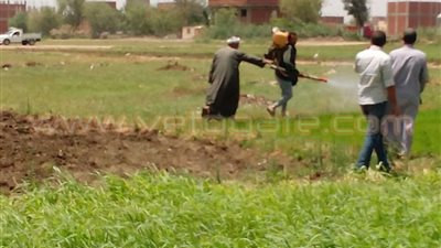 بالصور.. إزالة 12 مشتل أرز مخالف في الخصوص