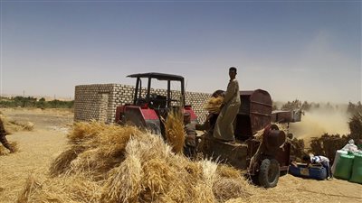 غدا.. انطلاق موسم حصاد القمح في الوادي الجديد