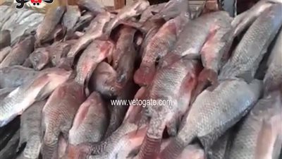بالفيديو.. ارتفاع أسعار الأسماك اليوم والبلطي بـ26 جنيها