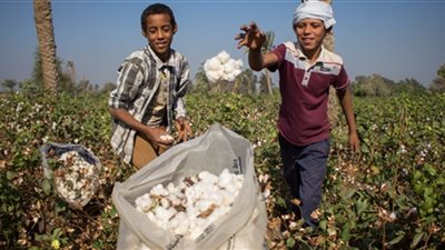 «الصناعة» تستبدل رئيس هيئة تحكيم واختبارات القطن