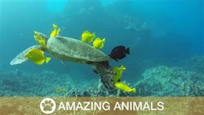 بالفيديو.. لقطات مثيرة لأسماك تنظف سلحفاة