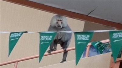 قرود تهاجم مجمع مدارس للفتيات في السعودية