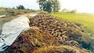 انتهاء شحن محصول البنجر بالمنيا.. الجمعة