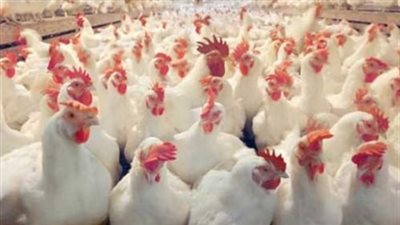 أسعار البط والدواجن في رمضان الحالي والماضي