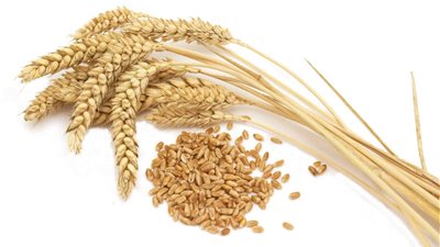 بنك التجاري وفا المغربي يمول صفقة واردات قمح بقيمة 300 مليون دولار