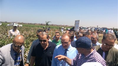 «الزراعة» تتسلم القطن من المزارعين بحد أدنى 1300 جنيه للقنطار