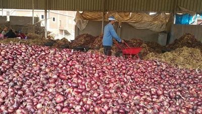 «بصل كفرالشيخ» يحلم بأسواق شرق آسيا.. «المساندة» والروتين أزمات المصدرين