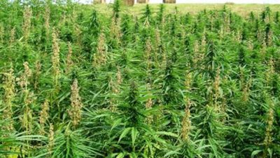 استطلاع: شباب «مستوطنات الضفة» الأكثر تعاطيا للمخدرات في إسرائيل