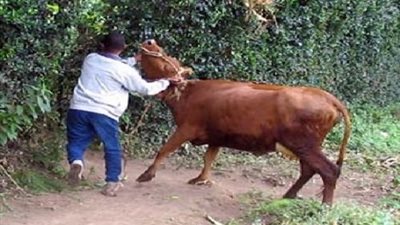 حبس تشكيل عصابي تخصص في سرقة المواشي من حظائر البدرشين