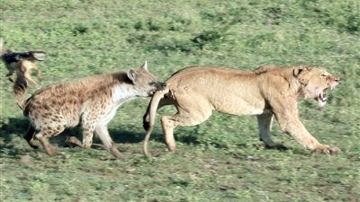 بالصور.. ضبع يعض لبؤة في شجار على الطعام