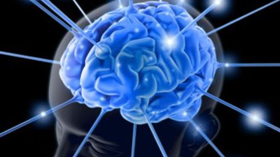 بنية المخ تشير إلى مهارات الإنسان فى اكتساب اللغة