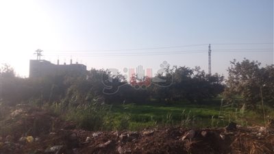 «حدائق الشيطان» تهدد أهالي الشرقية.. مزارع هيئة الأوقاف مأوى للخارجين عن القانون.. المواطنون: 13 فدانا تحولت وكرًا لتعاطي وتجارة المخدرات.. ونخاف على أطفالنا ونسائنا