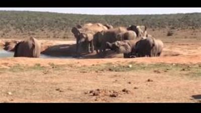 بالفيديو والصور.. قطيع يتعاون لإنقاذ فيل صغير من حفرة مياه